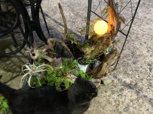 流木（新潟市西蒲区）