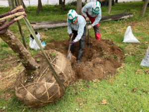 植樹（寄付）（燕市）