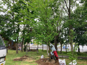 植樹（寄付）（燕市）