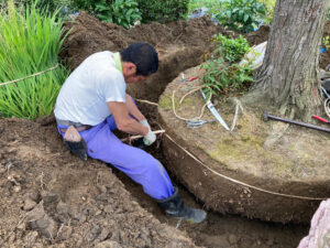 イトヒバの根回し（燕市）