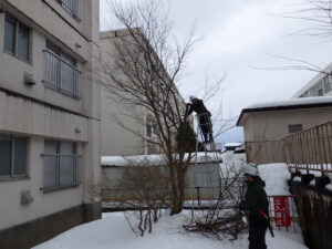 冬季樹木の剪定と伐採（三条市）