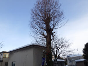 冬季樹木の剪定と伐採（三条市）
