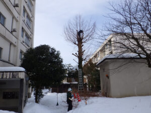 冬季樹木の剪定と伐採（三条市）