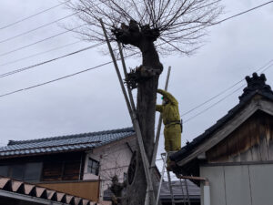 ケヤキ撤去（三条市）