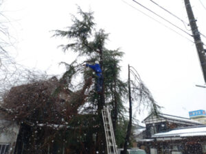 道路に掛かている高木の剪定（三条市）