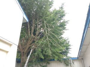 高木の枝打ち・剪定（三条市）