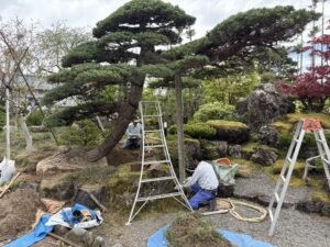 五葉松植栽（阿賀市）